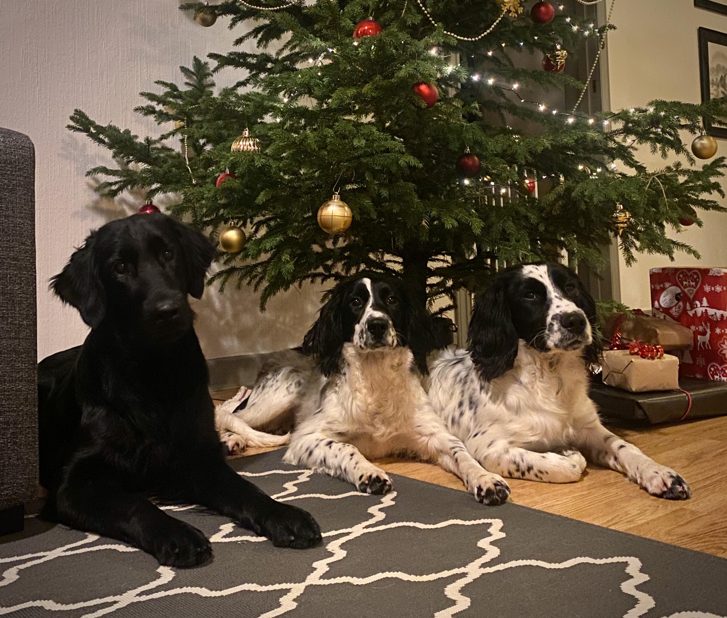 Tre egenuppfödda hundar